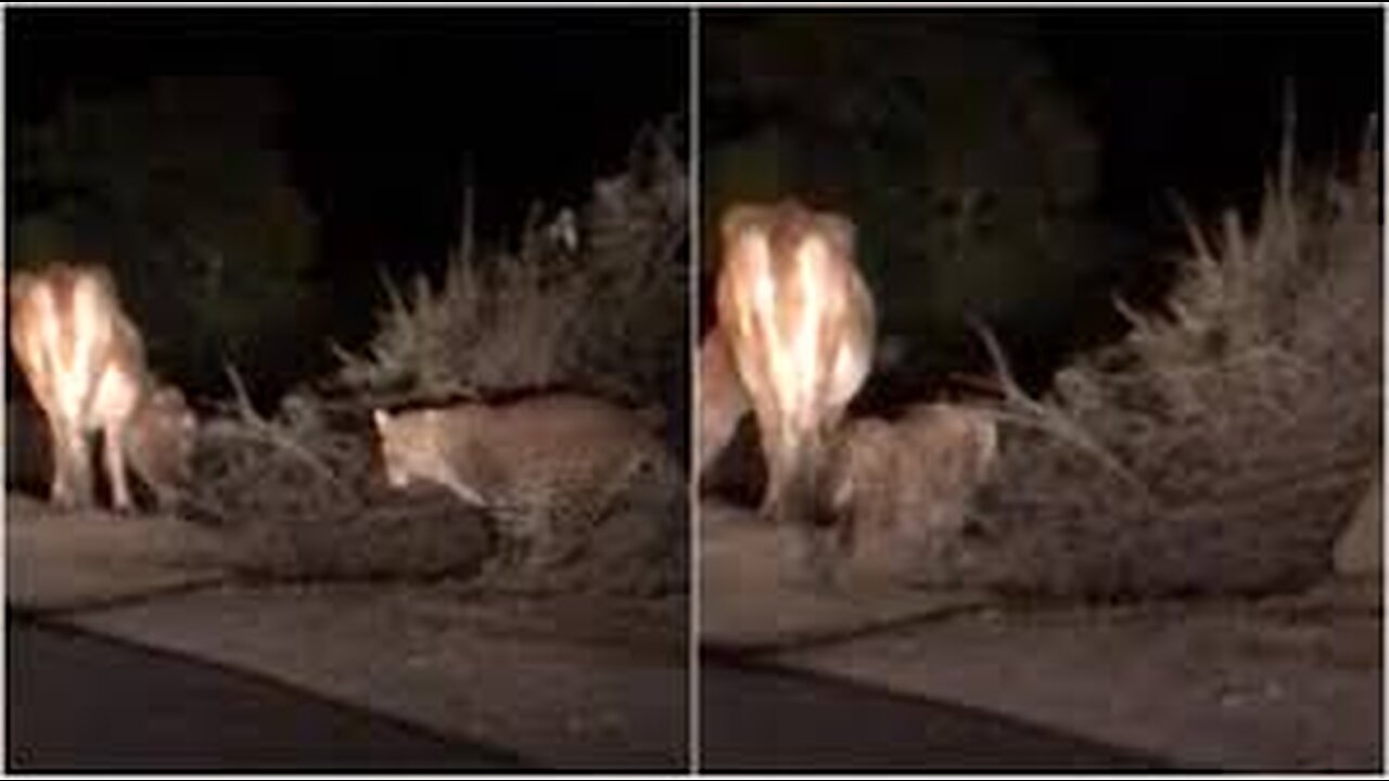 Cow Attacked By Leopard. Deadly Attack. Graphic Content.