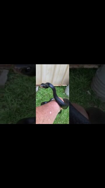 Don’t be an asshole. The snake bit me in the face