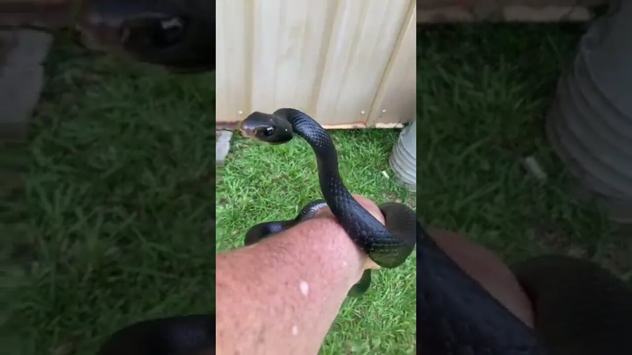 Don’t be an asshole. The snake bit me in the face