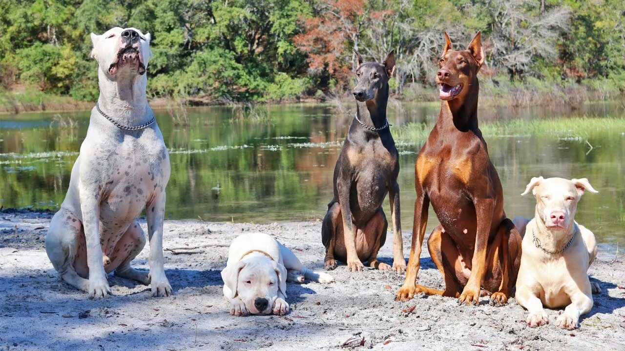 Dogo Argentino and White Doberman Duke it Out on Our Dog Beach