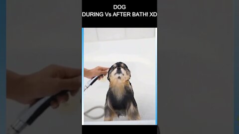 DOG BATH! DURING VS AFTER! 😝 // Funny Dog Videos #Shorts