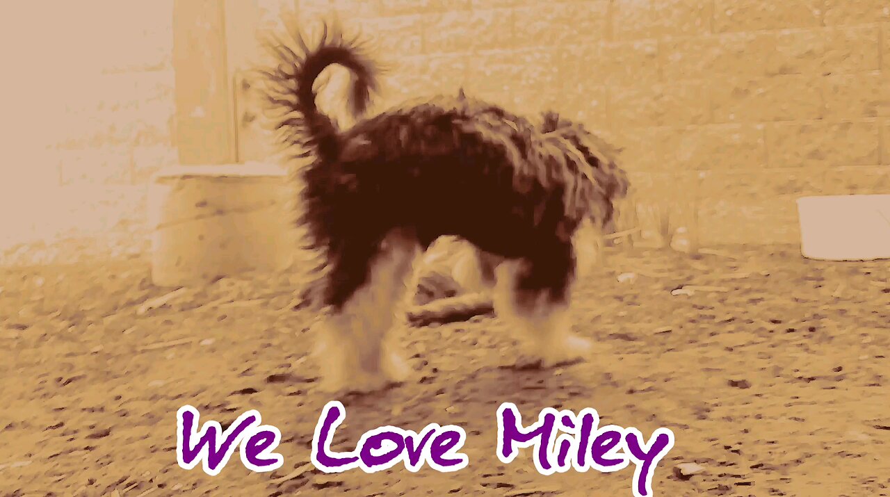 We Love Miley #3 *Animal Lovers*