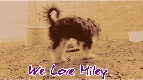 We Love Miley #3 *Animal Lovers*