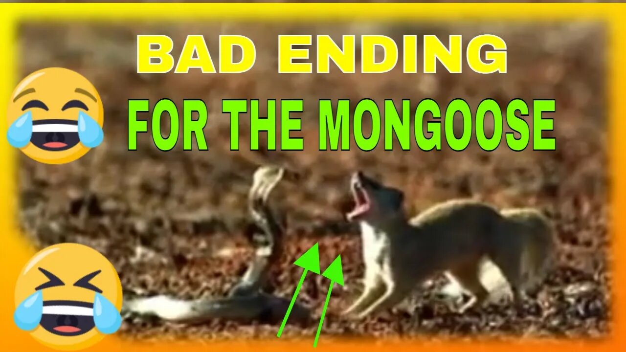 The Evolution Of Ultimate Funny Moments Of Animals