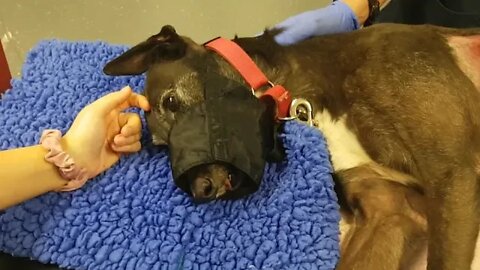 Elsa the greyhounds emergency surgery