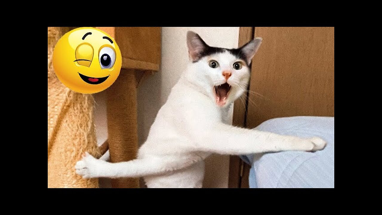 World Best Funniest🤣Cat vs animal vs Kid 🤼‍♂️ Entertainment Don't Try Laughing 🤣 2024 clips 🫡