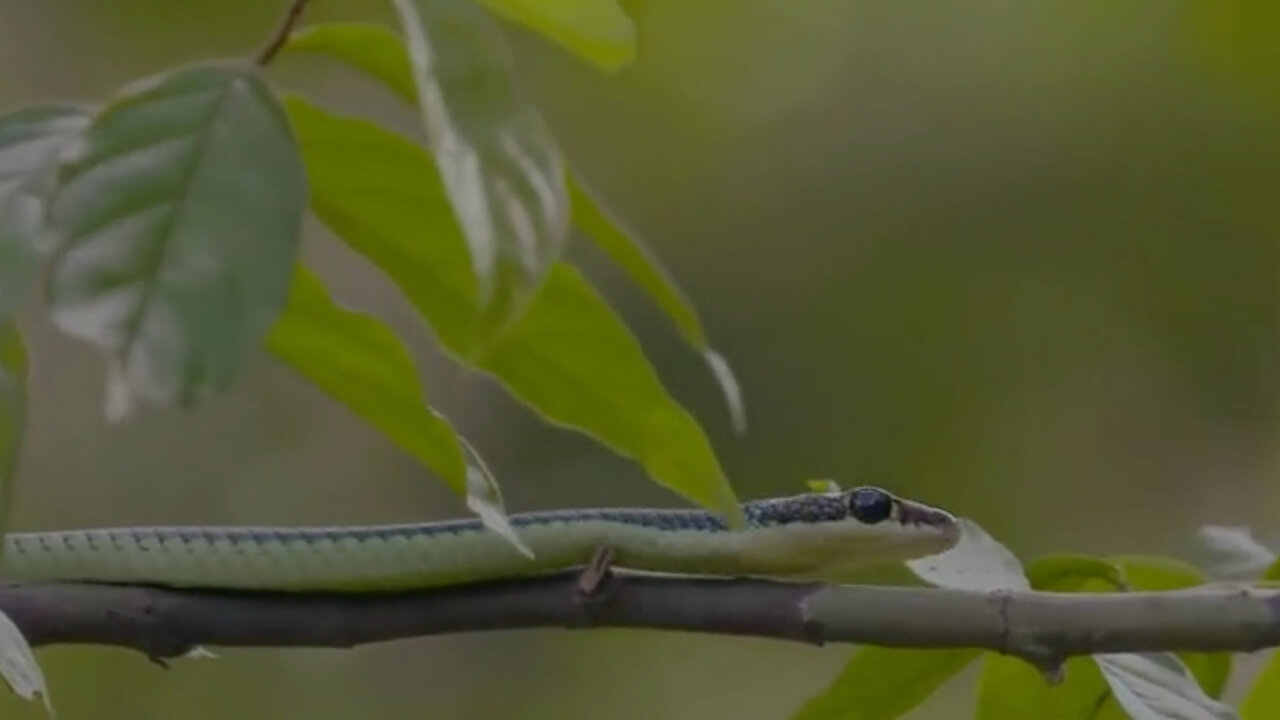 Paradise decorated snake