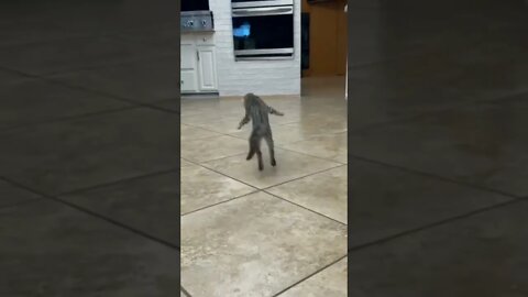 Cute baby cat dance# Shorts