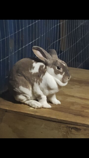 built a rabbit community