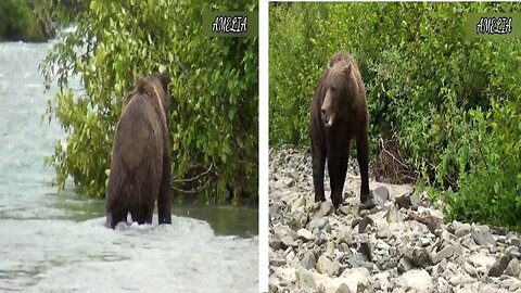 Amazing Bears - Cute bear Compilation