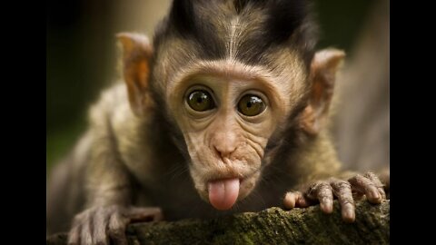 CUTE MONKEY