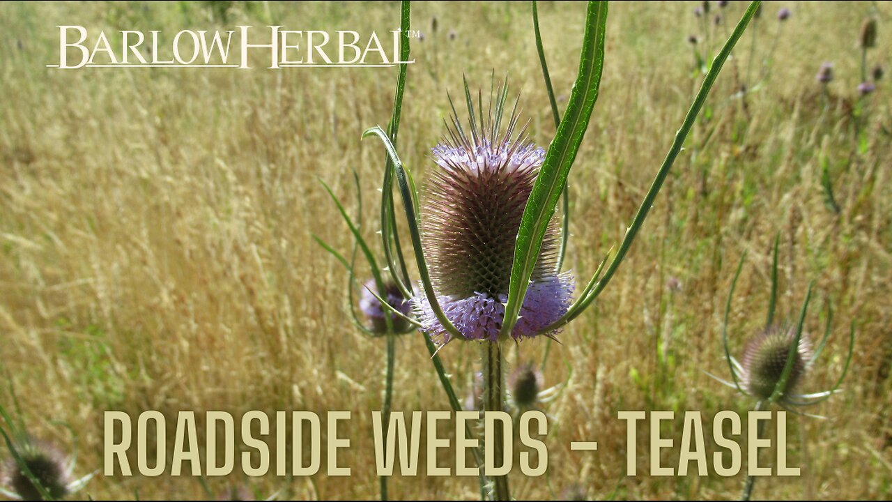 The Health Benefits of Teasel