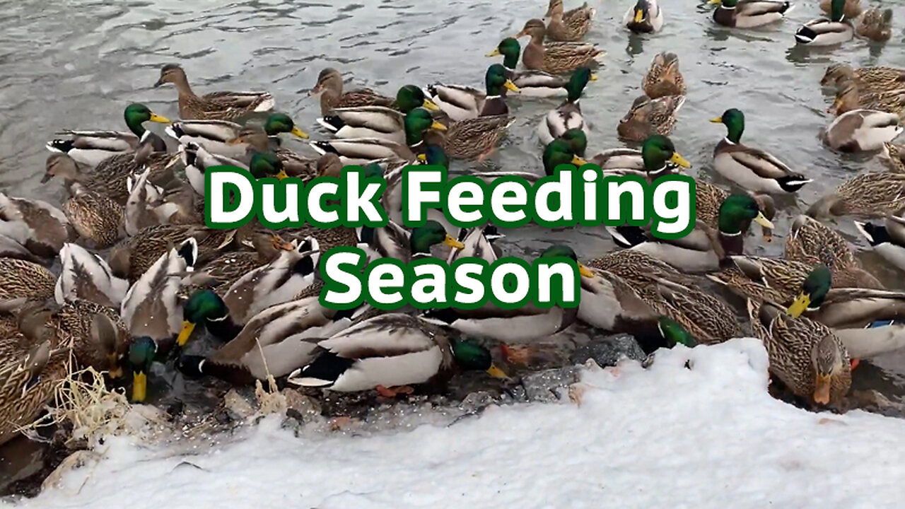 Duck Feeding Season