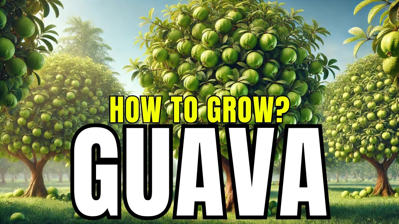 How to Grow Guava at Home: A Complete Guide for Beginners