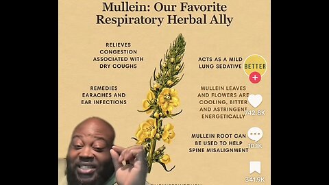 Mullien Plant For Lung Detox