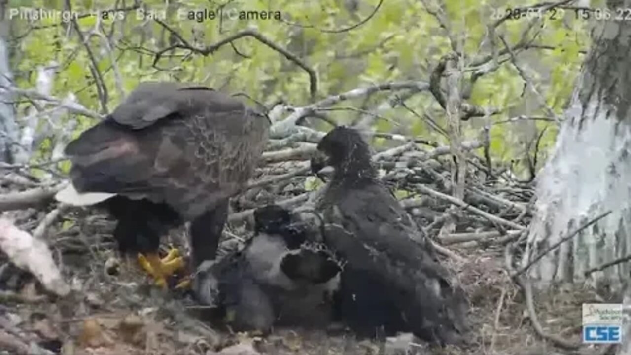 Hays Eagles H11 Grabs fish from mom and shes not havin it ! 4.29.20