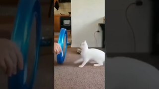 bugando o reflexo do gato