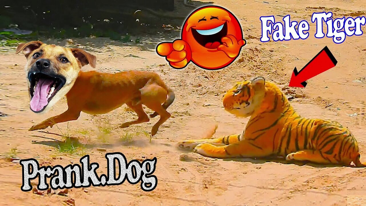 Troll Prank Dog Funny