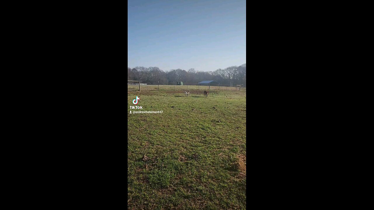 Baby girl and bull calf playing.