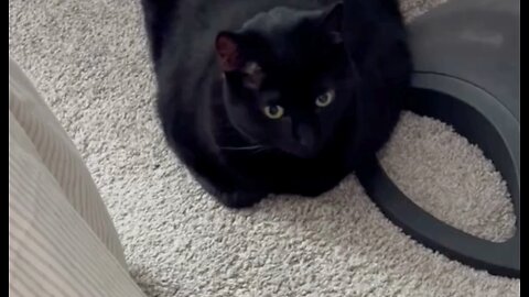 Adopting a Cat from a Shelter Vlog - Cute Precious Piper is Protecting Her Fan Base #shorts