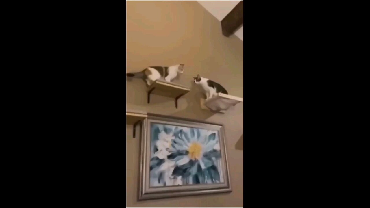 Most Funniest Pets**Fighting