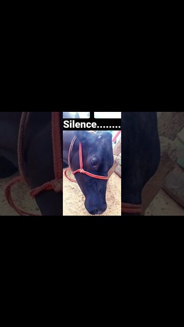 silent 🔕 #shorts #shorts #viral