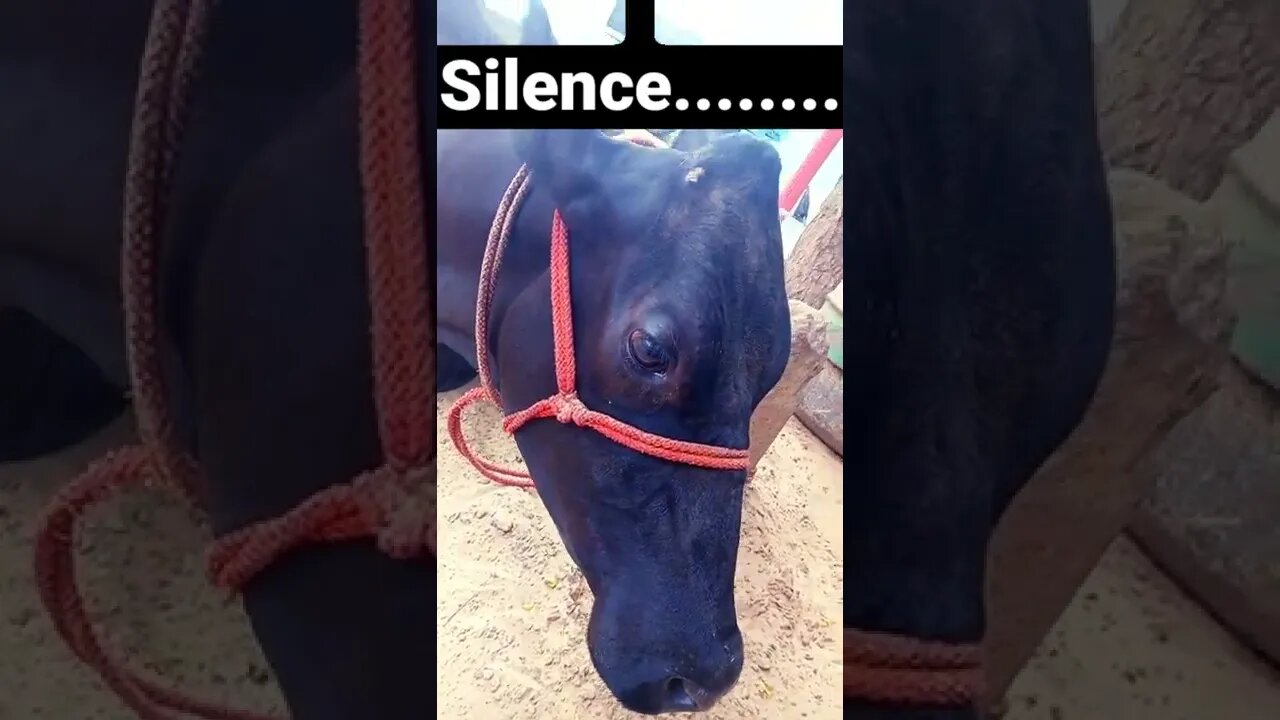 silent 🔕 #shorts #shorts #viral