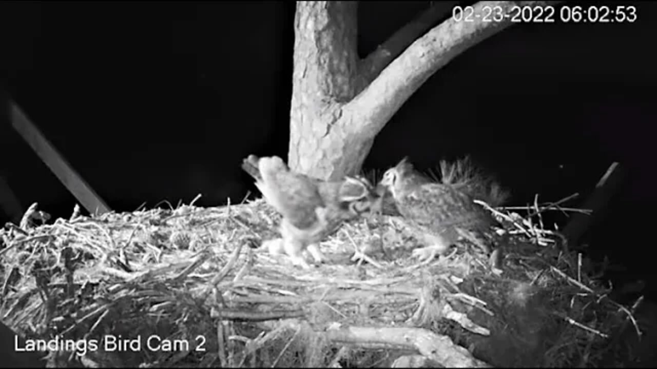 Dad Brings Breakfast-Cam Two View 🦉 2/23/22 06:02