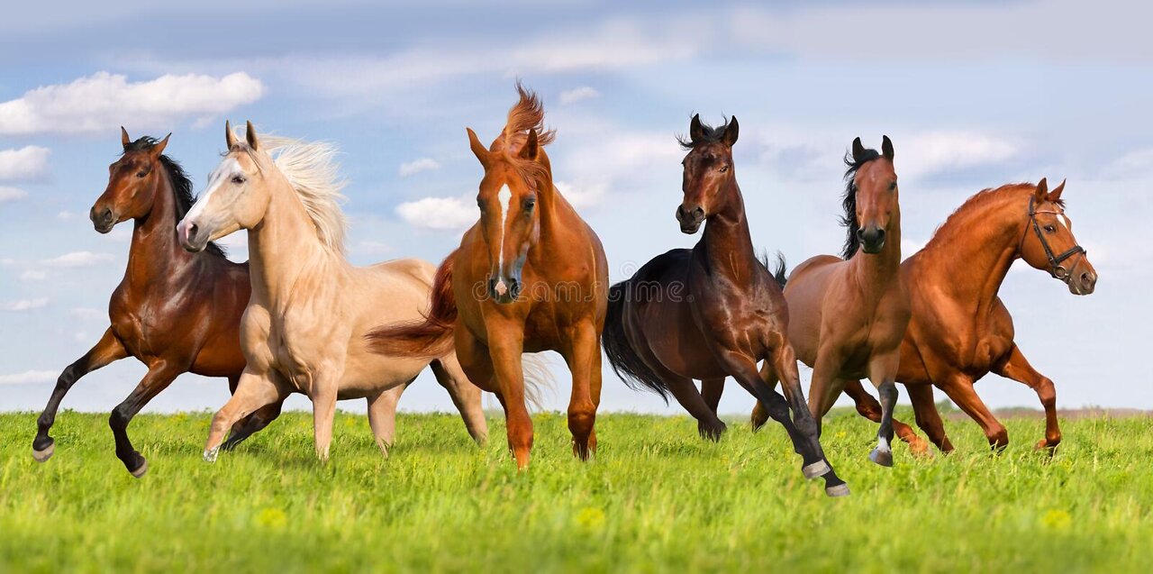 wide kingdom cinamatic nature wild horse running