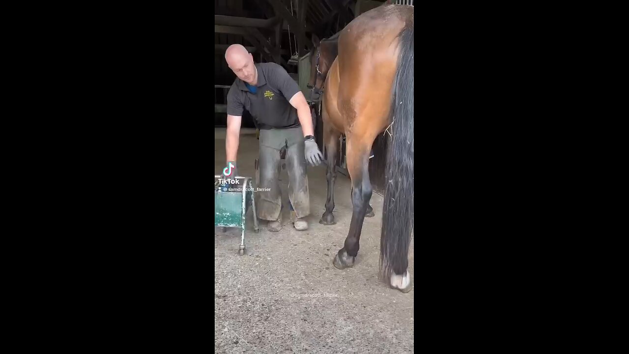 horse foot dirt removal #horse #dirtremoval #video #shortvideo #rumble #avideoaday