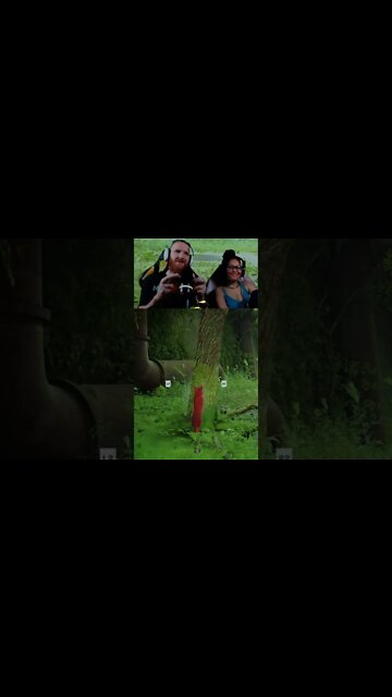 Giving the tree the business in Stray