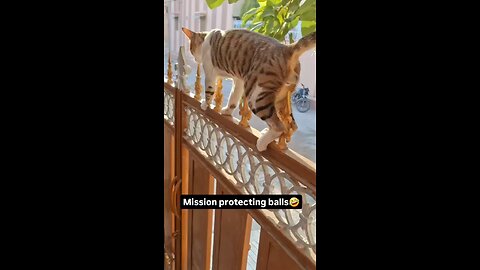 mission protecting balls 🤣🤣 #funny #short #viral