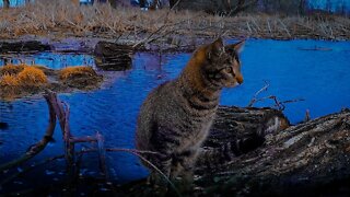 Cat Finds First Official Goose Nest Of The Season