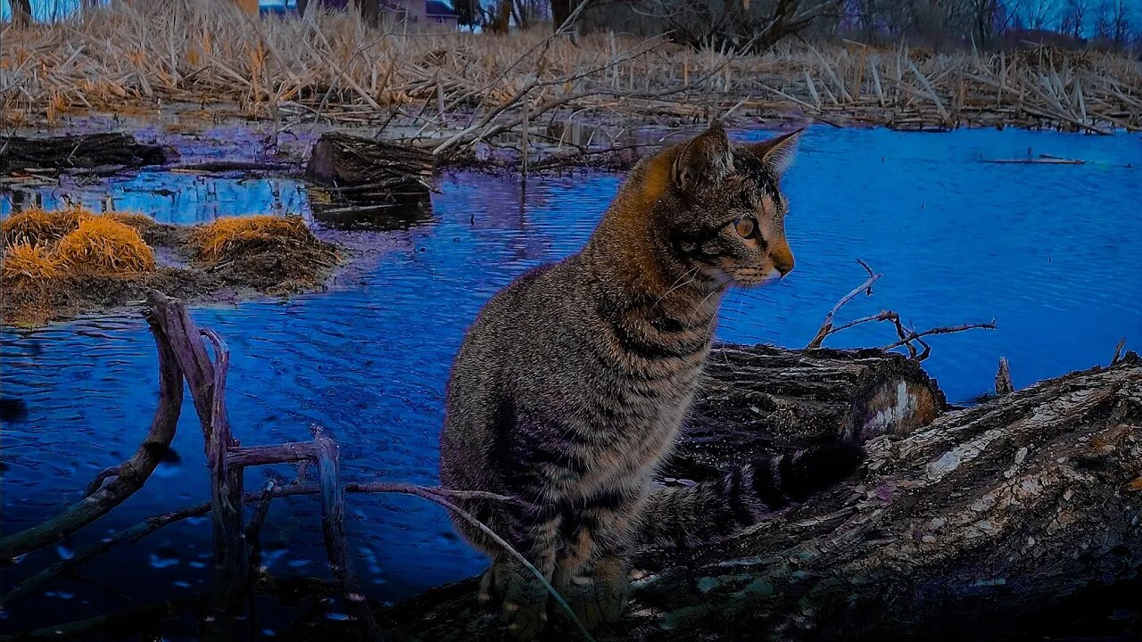 Cat Finds First Official Goose Nest Of The Season