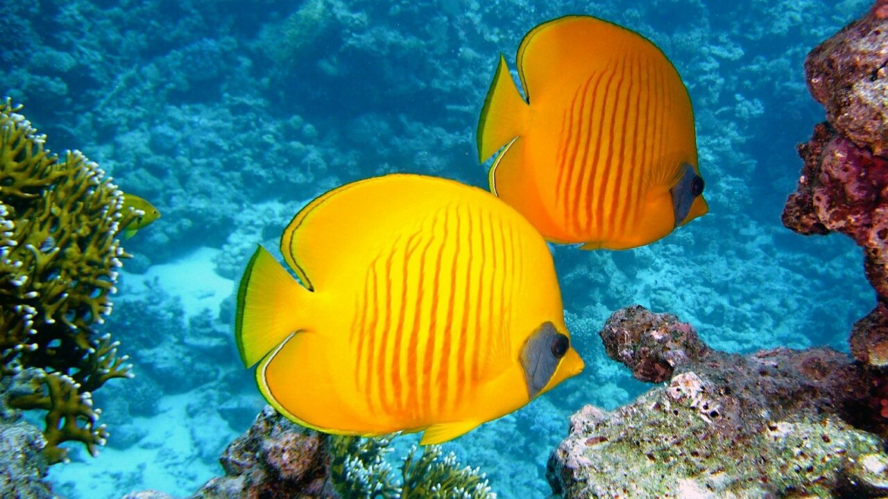 Fish in water || beautiful fish in the water