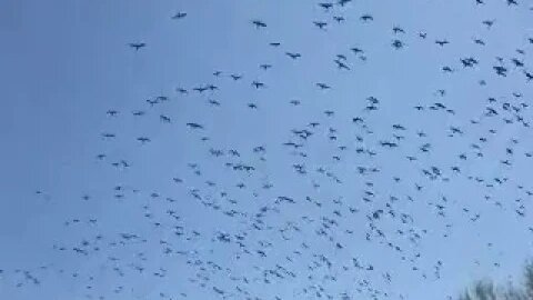 3/28/2020 Hundreds of Birds fly over my places