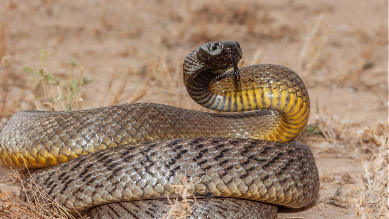 Australia's Top 5 Most Dangerous Snakes #australia #wildlife #venomous