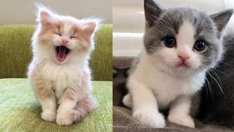 Two cats are basking in the sun and seem to be having a good time.