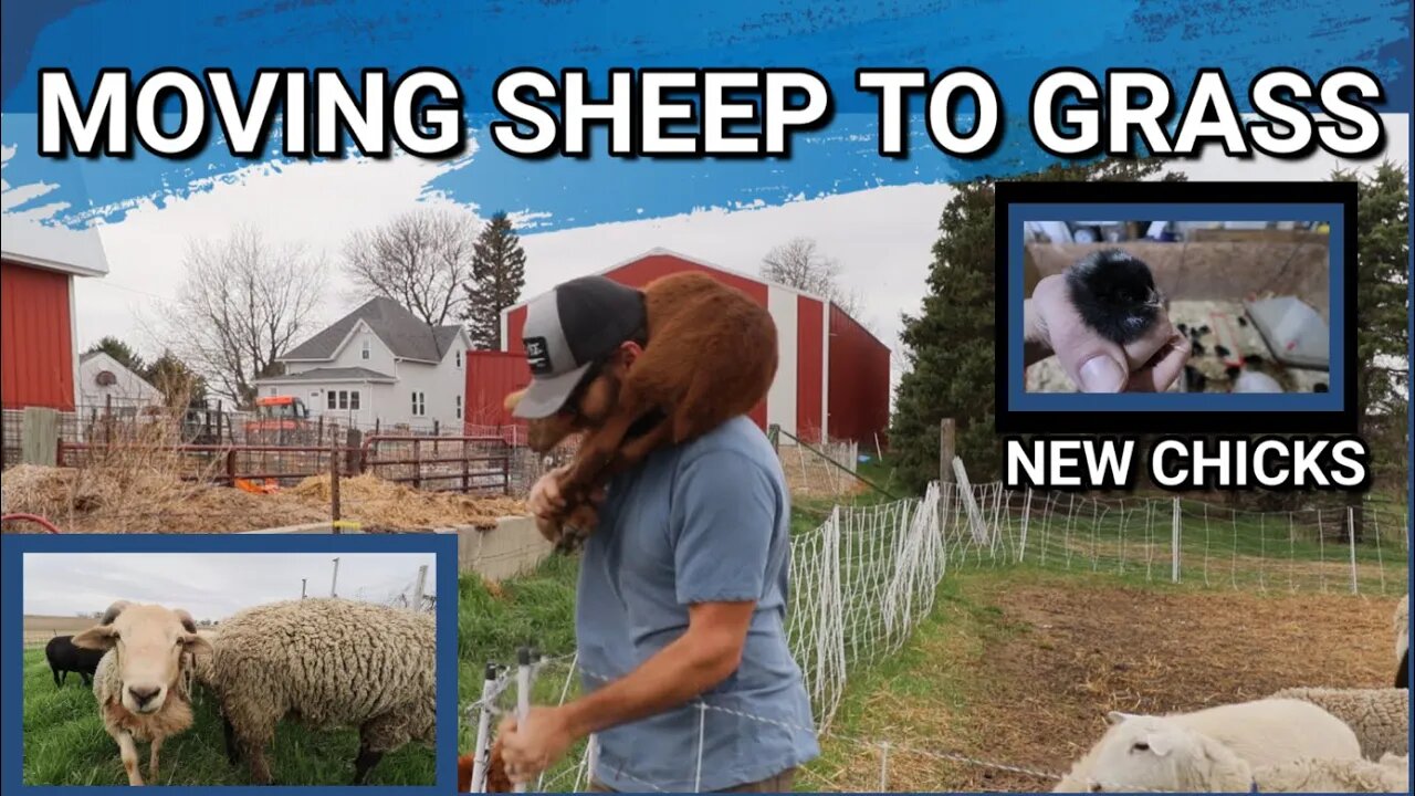 Getting The Sheep On Grass For The First Time This Season | The Dominique Chicks Are Here | farmvlog