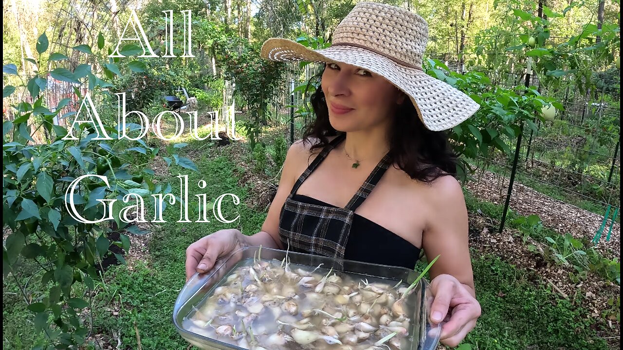 All About Garlic/Soaking Before Planting/Hardneck or Softneck?Garlic/Relaxing Gardening