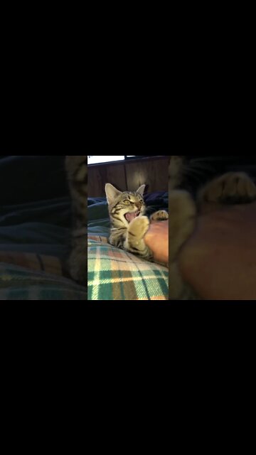 Playful feral kitten