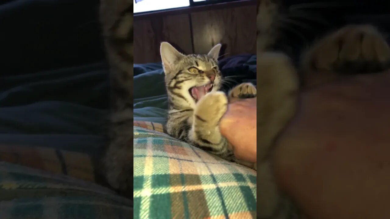 Playful feral kitten