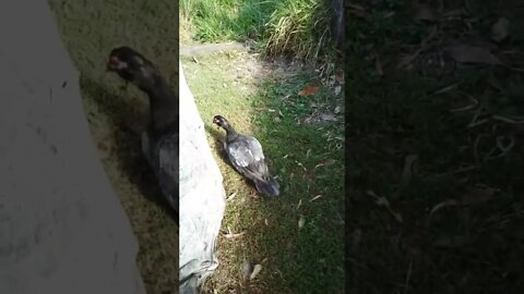Large Muscovy duck one of the biggest girls we have