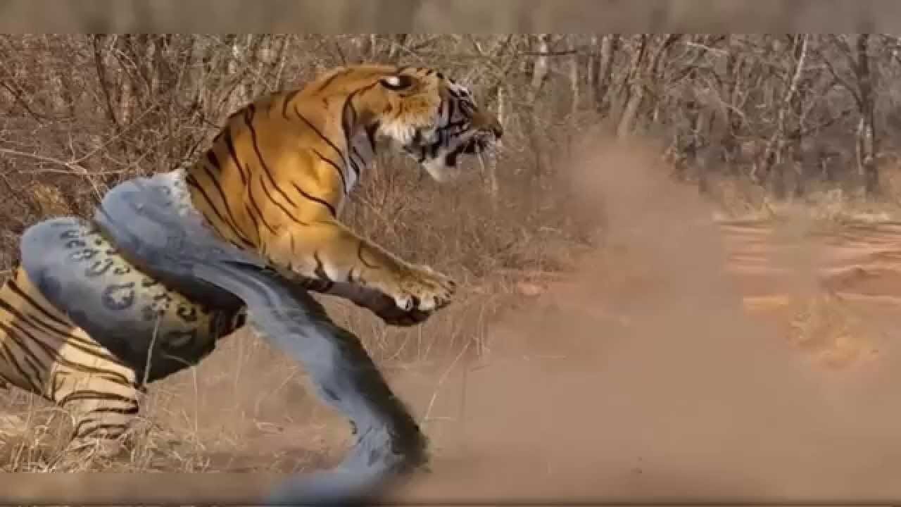 Battle of the Tiger and Python Animals