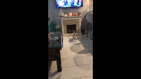 Puppy completely baffle by chimney fire