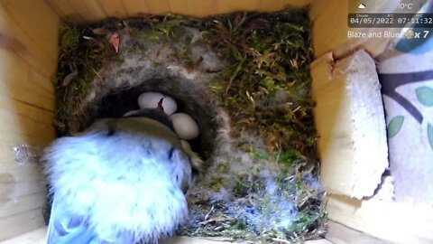 Blue Tit Reacts to Her Chick Hatching!