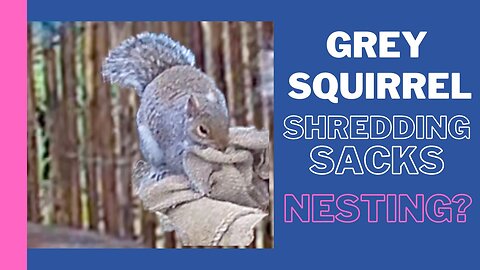 Squirrel Shredding Sacks. Frost covers destroyed! Nesting material?