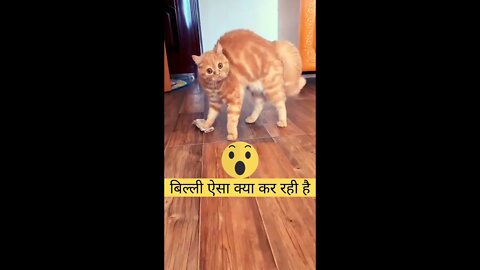 बिल्ली ऐसा क्या कर रही है🤔What is the cat doing🙀