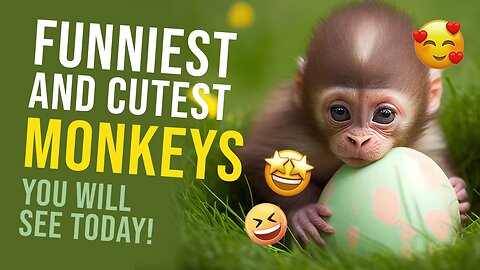 10 Minutes of Hilarious Monkeys Videos!