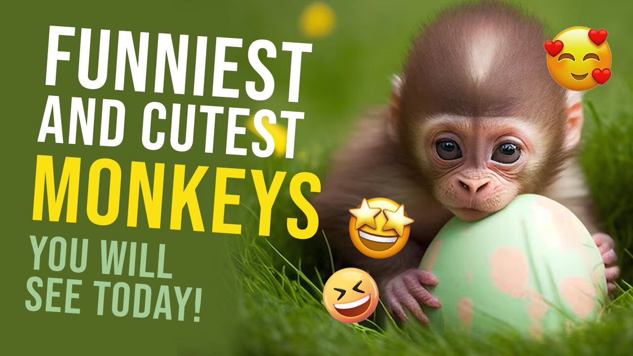 10 Minutes of Hilarious Monkeys Videos!